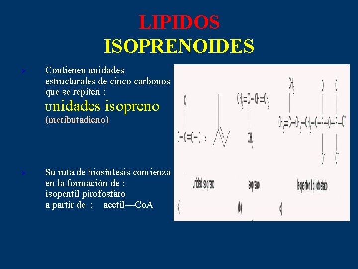 LIPIDOS ISOPRENOIDES Ø Contienen unidades estructurales de cinco carbonos que se repiten : nidades