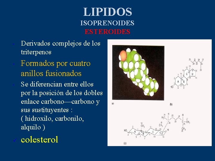 LIPIDOS ISOPRENOIDES ESTEROIDES • • • ü Derivados complejos de los triterpenos Formados por