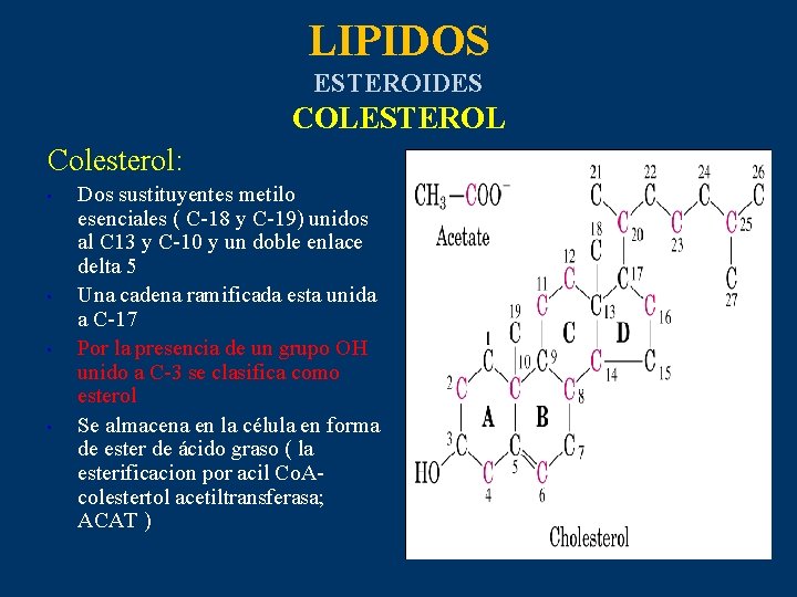 LIPIDOS ESTEROIDES COLESTEROL Colesterol: • • Dos sustituyentes metilo esenciales ( C-18 y C-19)