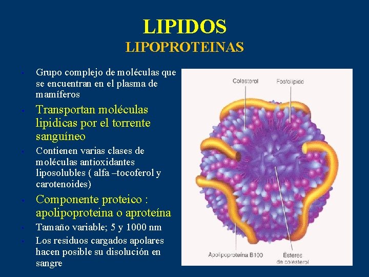 LIPIDOS LIPOPROTEINAS • • • Grupo complejo de moléculas que se encuentran en el