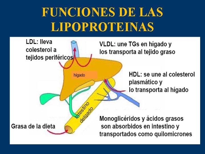 FUNCIONES DE LAS LIPOPROTEINAS 