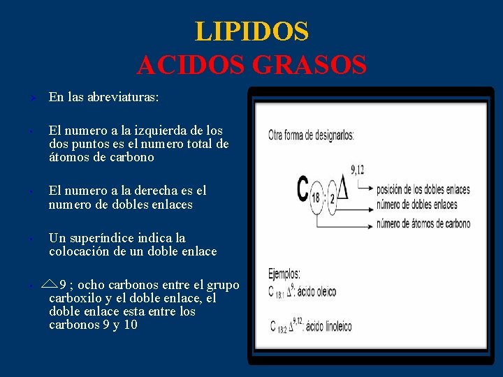 LIPIDOS ACIDOS GRASOS Ø • • En las abreviaturas: El numero a la izquierda