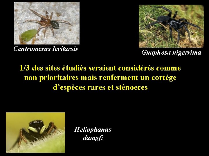 Centromerus levitarsis Gnaphosa nigerrima 1/3 des sites étudiés seraient considérés comme non prioritaires mais