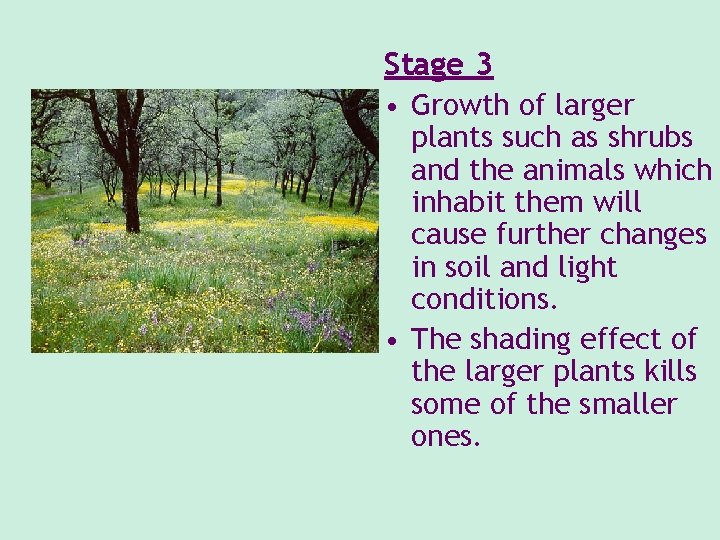 Stage 3 • Growth of larger plants such as shrubs and the animals which