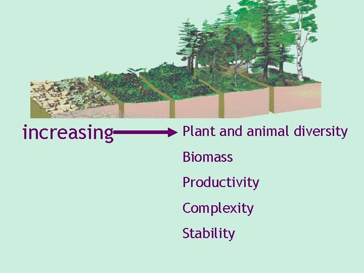 increasing Plant and animal diversity Biomass Productivity Complexity Stability 