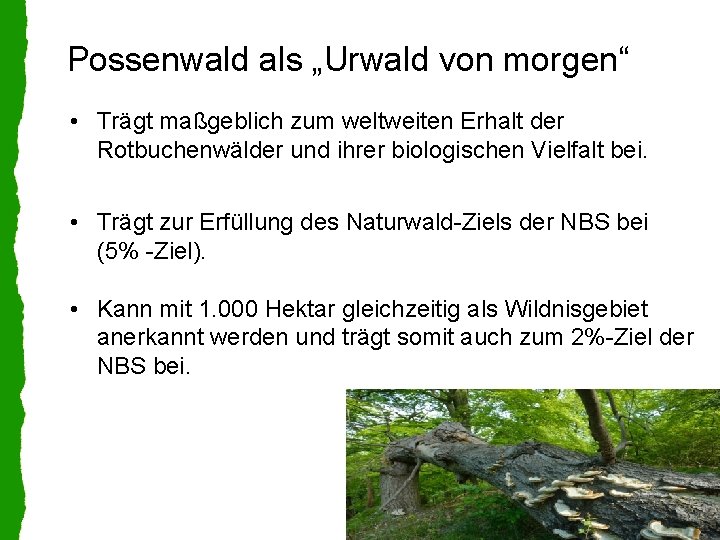 Possenwald als „Urwald von morgen“ • Trägt maßgeblich zum weltweiten Erhalt der Rotbuchenwälder und