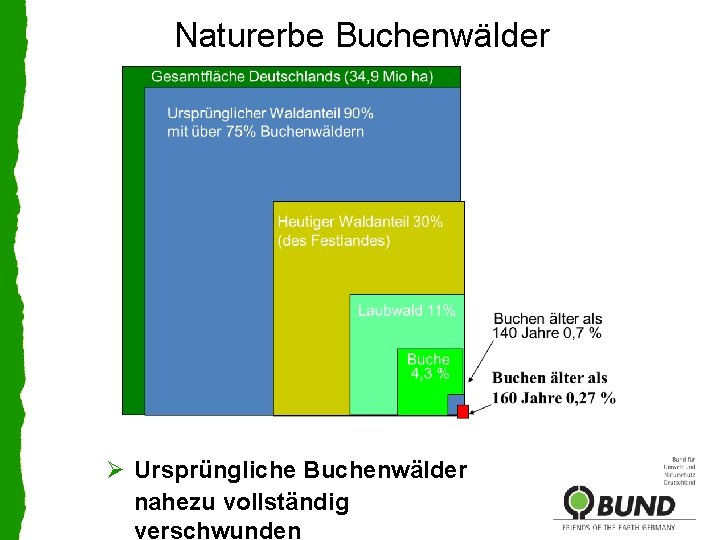 Naturerbe Buchenwälder Ø Ursprüngliche Buchenwälder nahezu vollständig verschwunden 