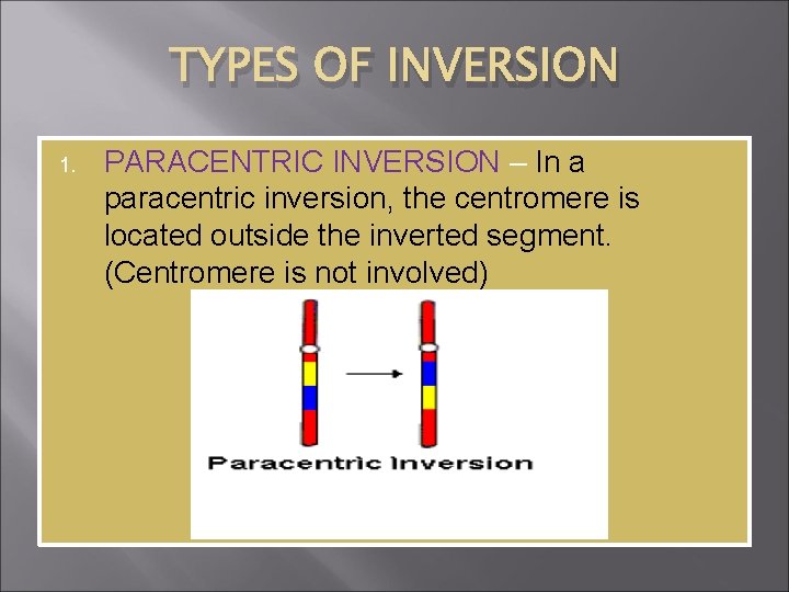 TYPES OF INVERSION 1. PARACENTRIC INVERSION – In a paracentric inversion, the centromere is