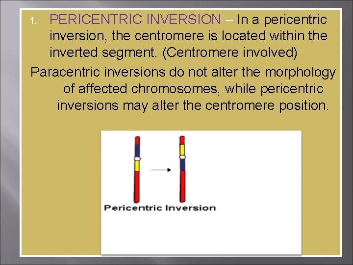 PERICENTRIC INVERSION – In a pericentric inversion, the centromere is located within the inverted
