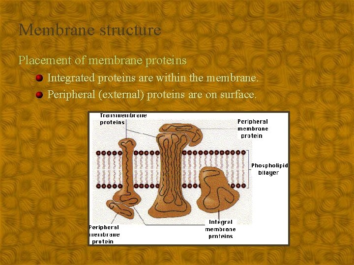Membrane structure Placement of membrane proteins Integrated proteins are within the membrane. Peripheral (external)