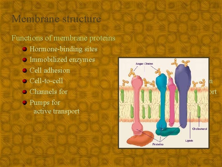 Membrane structure Functions of membrane proteins Hormone-binding sites Immobilized enzymes Cell adhesion Cell-to-cell Channels