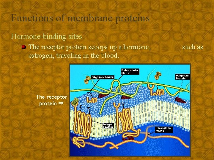 Functions of membrane proteins Hormone-binding sites The receptor protein scoops up a hormone, estrogen,