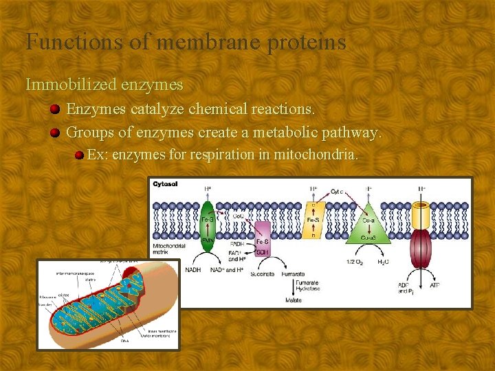 Functions of membrane proteins Immobilized enzymes Enzymes catalyze chemical reactions. Groups of enzymes create