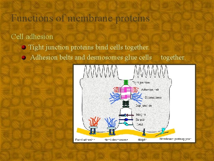 Functions of membrane proteins Cell adhesion Tight junction proteins bind cells together. Adhesion belts