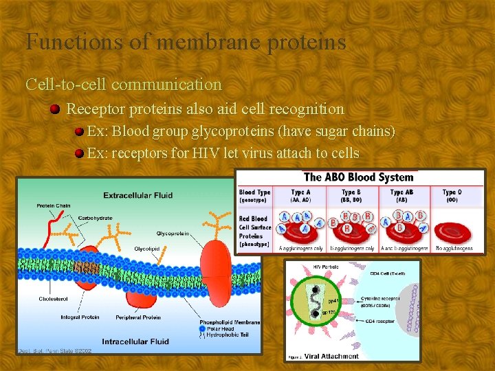 Functions of membrane proteins Cell-to-cell communication Receptor proteins also aid cell recognition Ex: Blood
