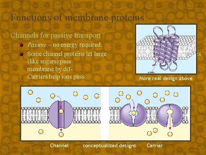 Functions of membrane proteins Channels for passive transport Passive – no energy required. Some