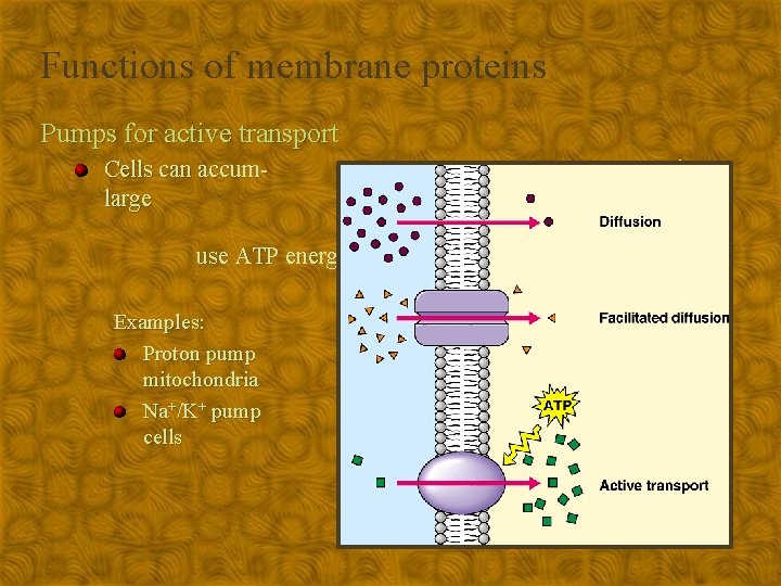 Functions of membrane proteins Pumps for active transport Cells can accumlarge ulate quantities of