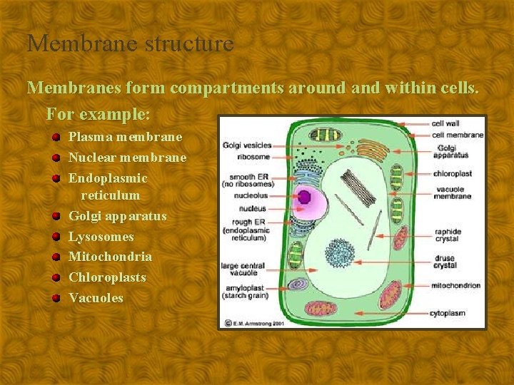 The Cell Membrane Membrane structure Membranes form compartments