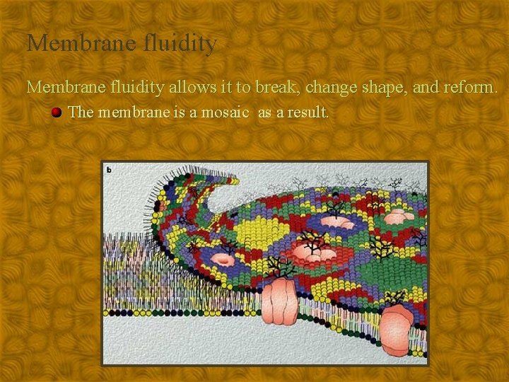 Membrane fluidity allows it to break, change shape, and reform. The membrane is a