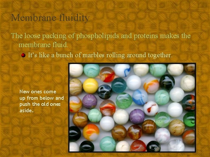 Membrane fluidity The loose packing of phospholipids and proteins makes the membrane fluid. It’s