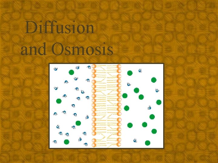 Diffusion and Osmosis 