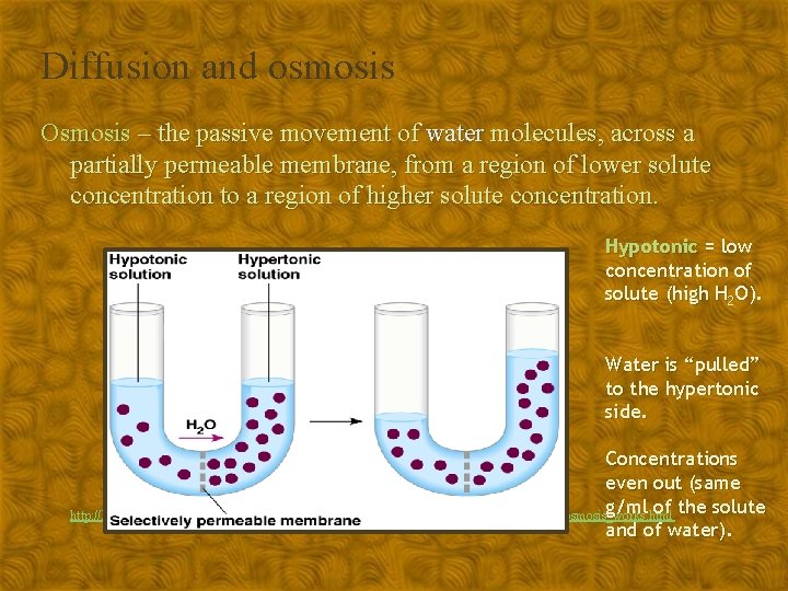 Diffusion and osmosis Osmosis – the passive movement of water molecules, across a partially