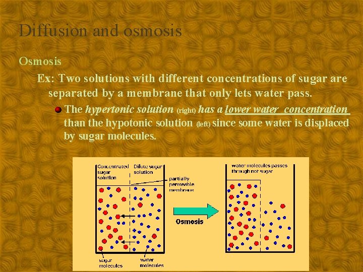 Diffusion and osmosis Osmosis Ex: Two solutions with different concentrations of sugar are separated