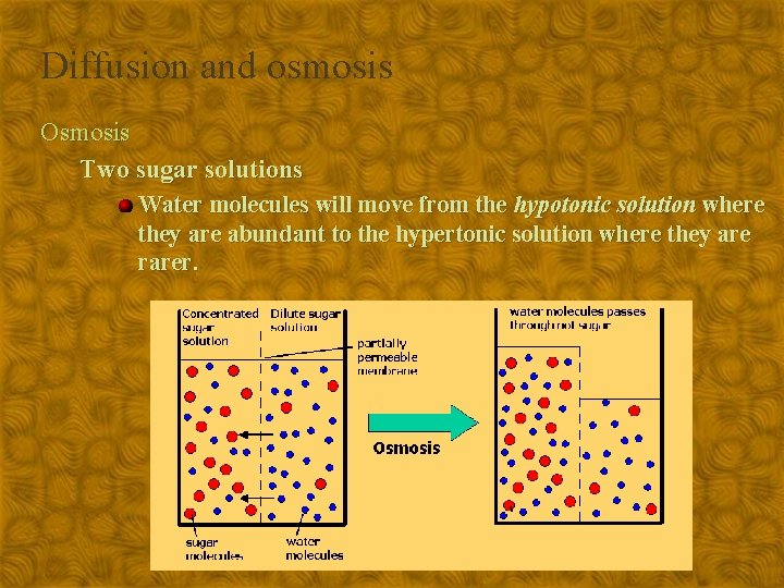 Diffusion and osmosis Osmosis Two sugar solutions Water molecules will move from the hypotonic