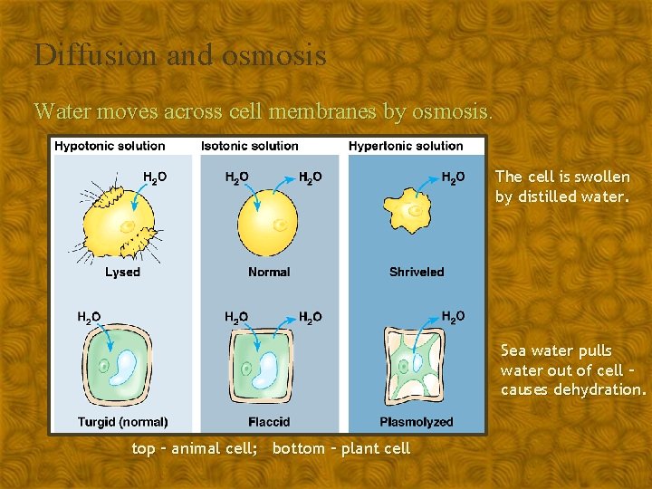 Diffusion and osmosis Water moves across cell membranes by osmosis. The cell is swollen