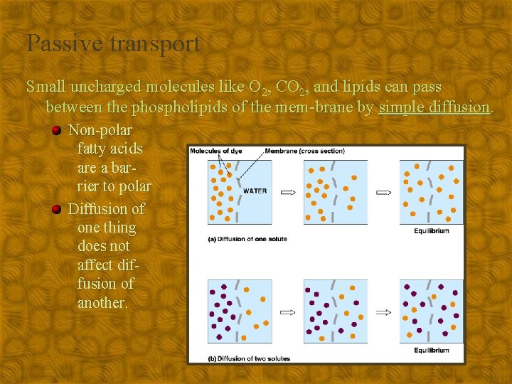 Passive transport Small uncharged molecules like O 2, CO 2, and lipids can pass