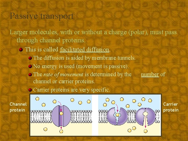 Passive transport Larger molecules, with or without a charge (polar), must pass through channel