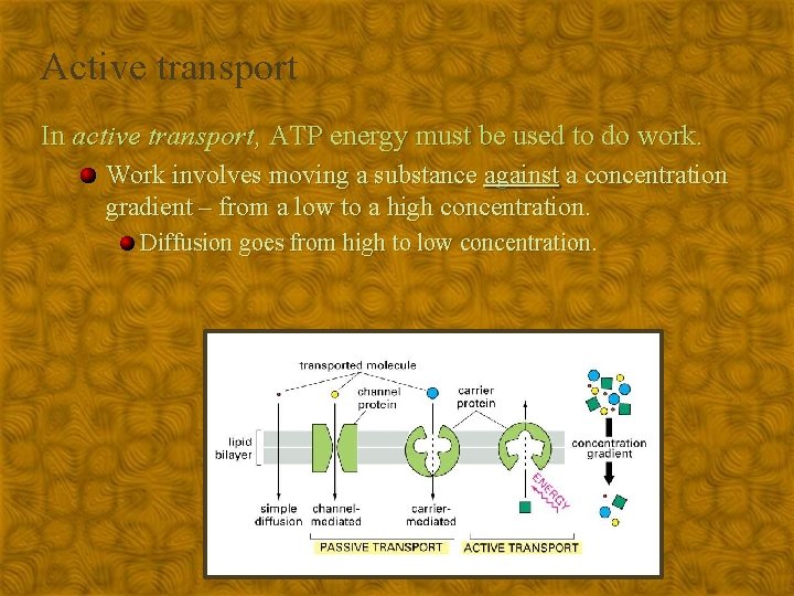 Active transport In active transport, ATP energy must be used to do work. Work