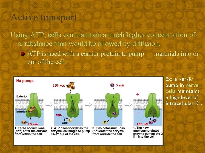 Active transport Using ATP, cells can maintain a much higher concentration of a substance
