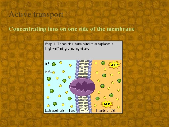 Active transport Concentrating ions on one side of the membrane 