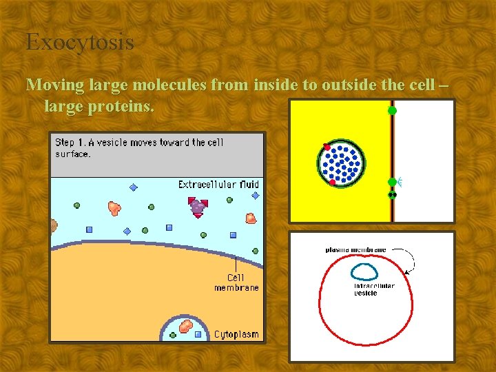 Exocytosis Moving large molecules from inside to outside the cell – large proteins. 