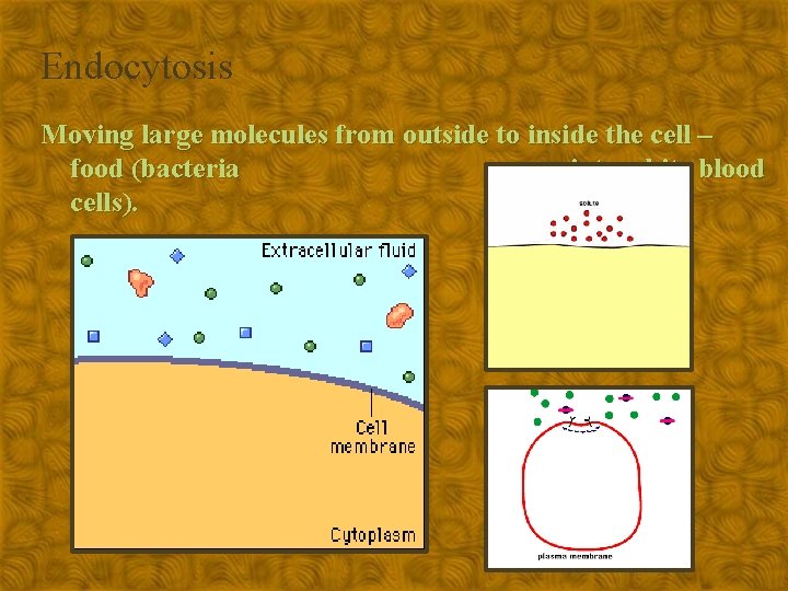 Endocytosis Moving large molecules from outside to inside the cell – food (bacteria into