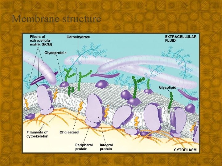 Membrane structure 
