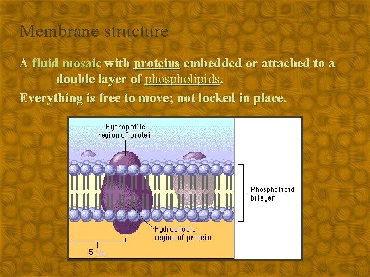 Membrane structure A fluid mosaic with proteins embedded or attached to a double layer