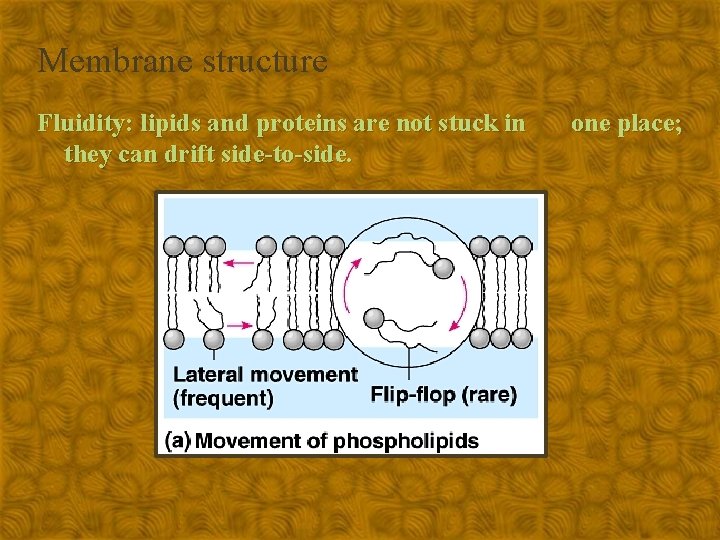 Membrane structure Fluidity: lipids and proteins are not stuck in they can drift side-to-side.