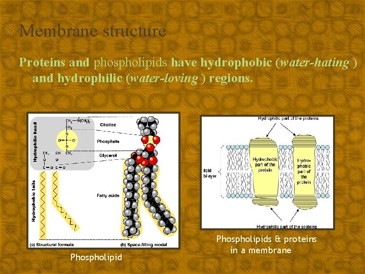 Membrane structure Proteins and phospholipids have hydrophobic (water-hating ) and hydrophilic (water-loving ) regions.