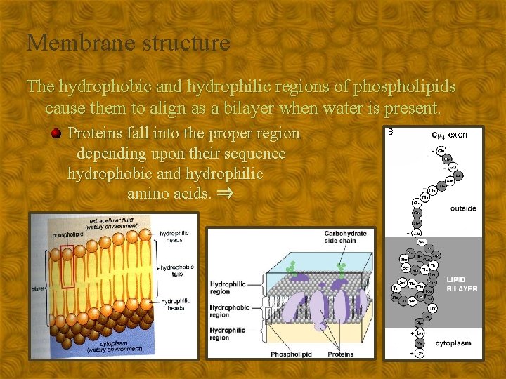Membrane structure The hydrophobic and hydrophilic regions of phospholipids cause them to align as