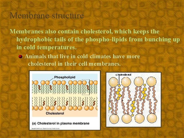 Membrane structure Membranes also contain cholesterol, which keeps the hydrophobic tails of the phospho-lipids