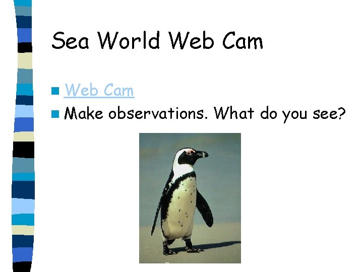 Sea World Web Cam n Make observations. What do you see? 