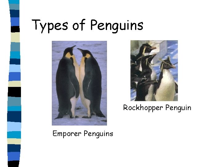 Types of Penguins Rockhopper Penguin Emporer Penguins 