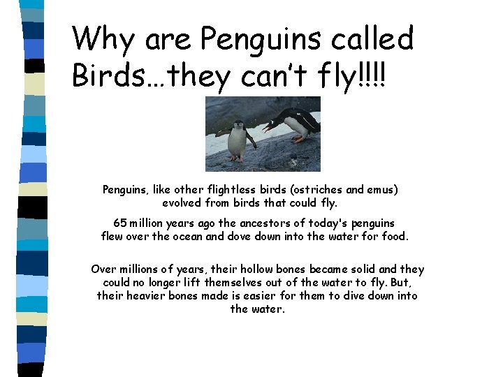 Why are Penguins called Birds…they can’t fly!!!! Penguins, like other flightless birds (ostriches and