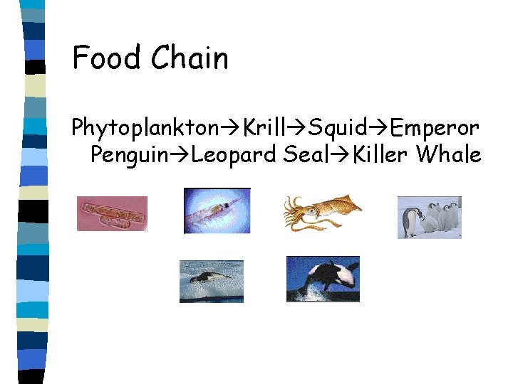 Food Chain Phytoplankton Krill Squid Emperor Penguin Leopard Seal Killer Whale 