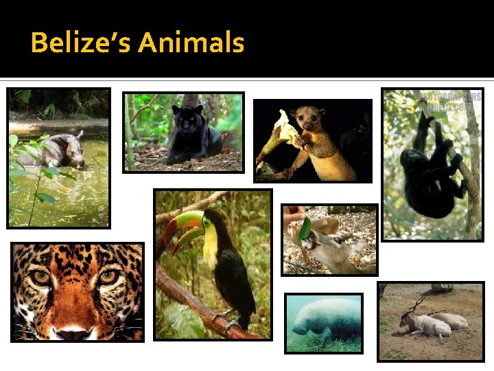 Belize’s Animals 