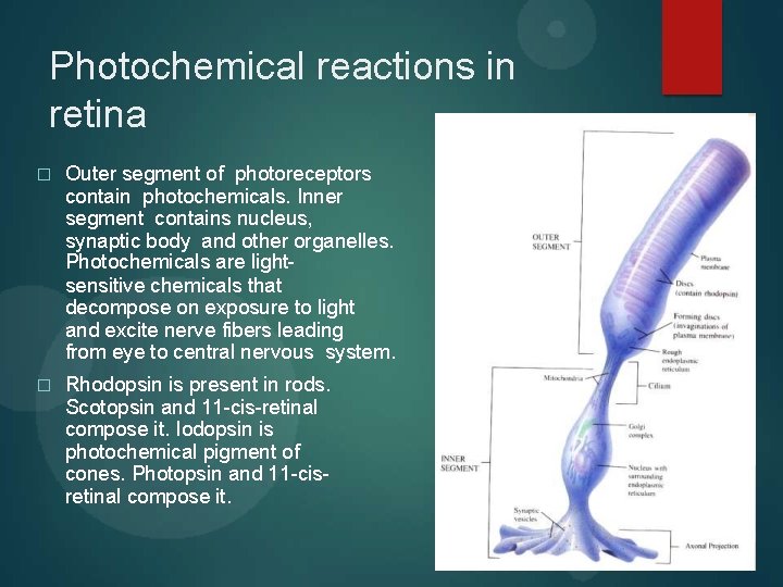 Photochemical reactions in retina � Outer segment of photoreceptors contain photochemicals. Inner segment contains