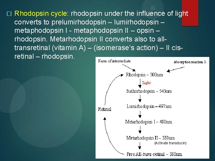 � Rhodopsin cycle: rhodopsin under the influence of light converts to prelumirhodopsin – metaphodopsin