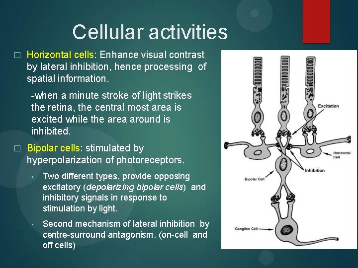 Cellular activities � Horizontal cells: Enhance visual contrast by lateral inhibition, hence processing of